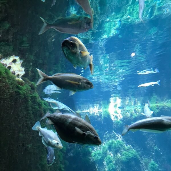 aquarium-marin-de-tregastel