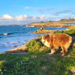CHIEN
