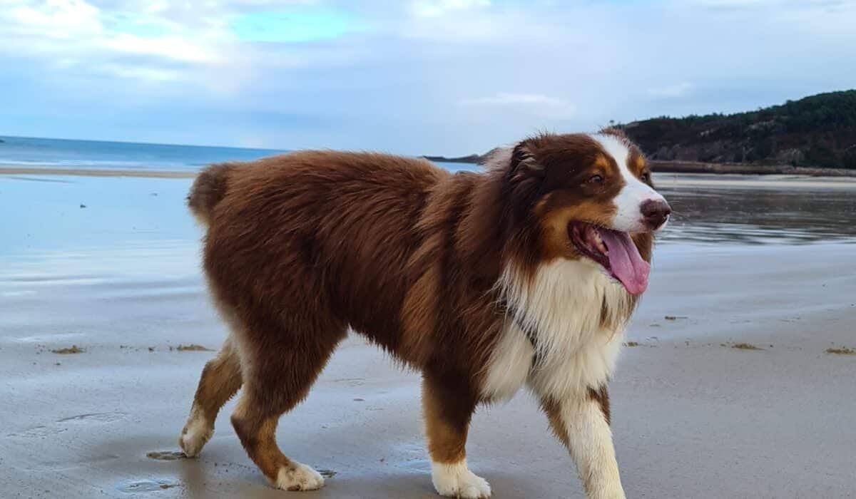 chien plage bretagne