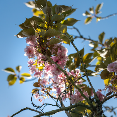 nature fleurs gite Ti Glaz Armor Perros Guirec