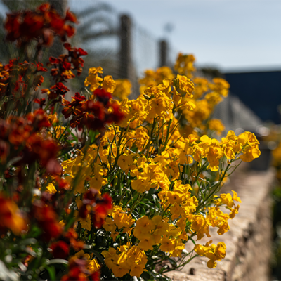 nature fleurs gite Ti Glaz Armor Perros Guirec