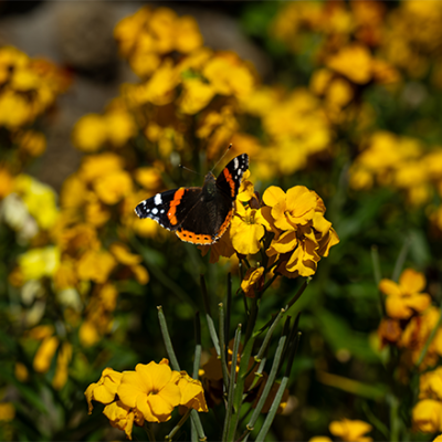 nature fleurs gite Ti Glaz Armor Perros Guirec