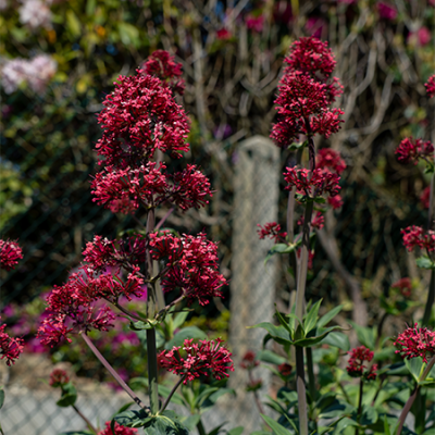 fleurs jardin gite Ti Glaz Armor Perros Guirec