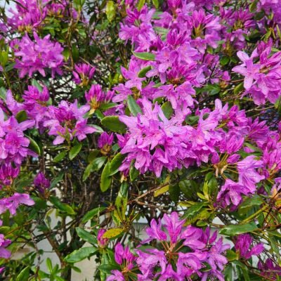 nature fleurs gite Ti Glaz Armor Perros Guirec